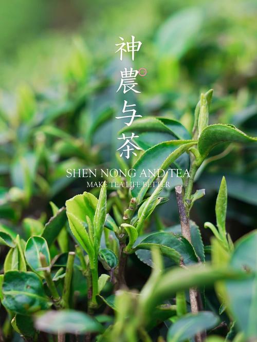 龙井茶是什么茶，如何泡，能做菜吗剧毒竹叶青蛇剧毒竹叶青盘踞寺院