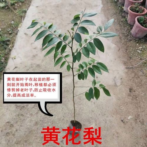 黄花梨树苗如何种植怎么辨别黄花梨海口花梨王被吹倒是真的吗海口花梨王被吹倒