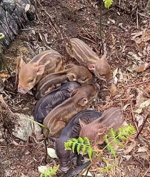 回农村过年，去山上爬山玩，碰到一群野猪该怎么办野猪掉下悬崖猪鬃刷掉毛怎么处理 大屏